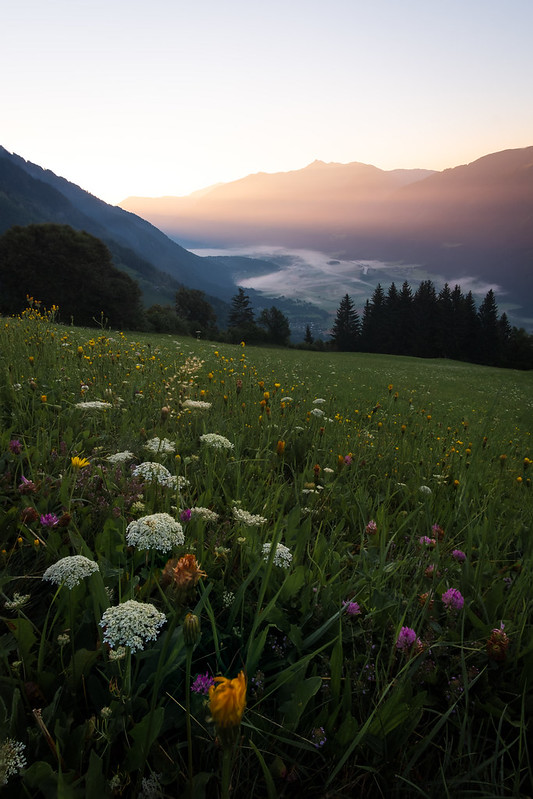 A hillside with fog over the valley and mountains in the back in sunrise light